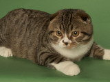 Scottish Fold