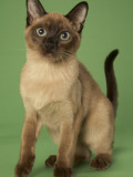Tonkinese