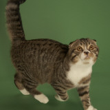 Scottish Fold