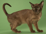 Tonkinese