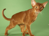 Abyssinian