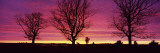 Oak Trees  Sunset  Sweden