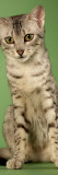 Egyptian Mau