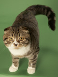 Scottish Fold