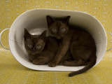 Sable Burmese