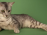 Egyptian Mau