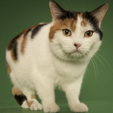 Manx