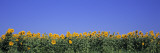 View of Blossoms in a Sunflower Field  Marion County  Illinois  USA