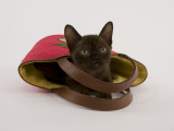 Sable Burmese