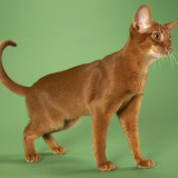 Abyssinian