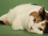 Manx