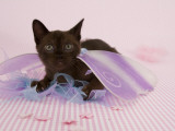 Sable Burmese