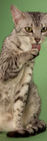Egyptian Mau