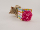 Selkirk Rex