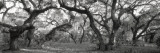 Oak Trees in a Forest  Lake Kissimmee State Park  Florida  USA