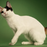 Japanese Bobtail