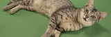 Egyptian Mau