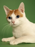 Japanese Bobtail