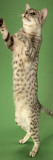 Egyptian Mau