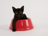 Sable Burmese