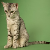 Egyptian Mau