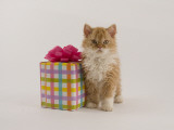 Selkirk Rex