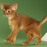 Abyssinian