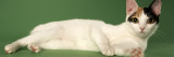 Japanese Bobtail