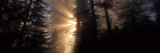 God Rays  Redwoods National Park  CA