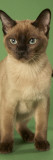 Tonkinese