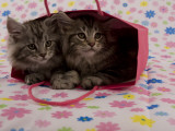 Maine Coon