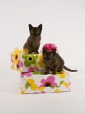Sable Burmese