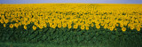 Sunflower Field  Maryland  USA