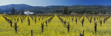 House in a Vineyard  Napa Valley  California  USA