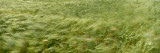 Grain Field in Wind  (Near Lorelei ) Germany