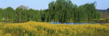 Mustard Plants  Silverado Trail  Napa County  California  USA