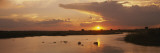Hippos in Water  Kenya  Africa