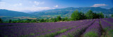 Flowers in Field  Lavender Field  La Drome Provence  France