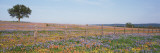 Texas Bluebonnets and Indian Paintbrushes in a Field  Texas Hill Country  Texas  USA