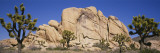 Low Angle View of Trees and Rocks in a Park  Joshua Tree National Monument  California  USA