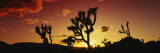 Silhouette of Joshua Trees at Sunset  Joshua Tree National Monument  California  USA