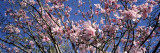 Magnolias  Golden Gate Park  San Francisco  California  USA