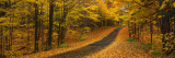 Autumn Road  Emery Park  New York State  USA