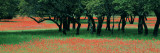Indian Paintbrushes and Scattered Oaks  Texas Hill Co  Texas  USA