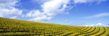 Mustard Fields  Napa Valley  California  USA