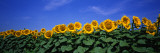 Field of Sunflowers  Bogue  Kansas  USA