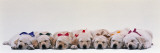 Labrador Puppies Wearing Bows  Sleeping