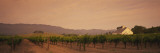 Trees in a Vineyards  Napa Valley  California  USA