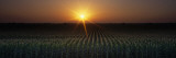 Sunrise  Crops  Farm  Sacramento  California  USA