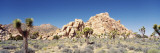 Rock Formation in a Arid Landscape  Joshua Tree National Monument  California  USA